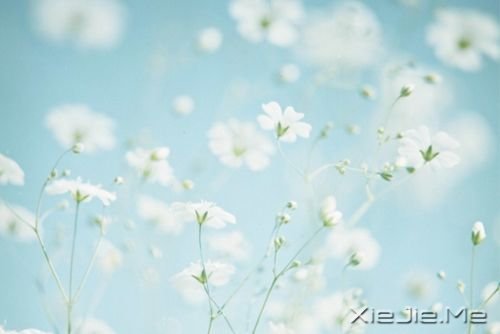 早安心语:生活总会给你另一个机会,这个机会叫明天 (7)