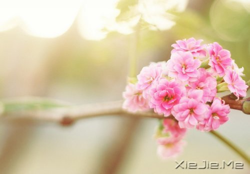 人生感悟:一位老人的九句话 (9)